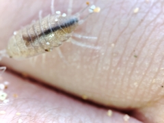 Halophiloscia couchii