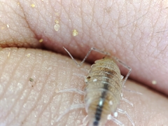 Halophiloscia couchii