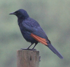 Red-Winged Starling photo 4