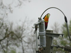Ramphastos dicolorus