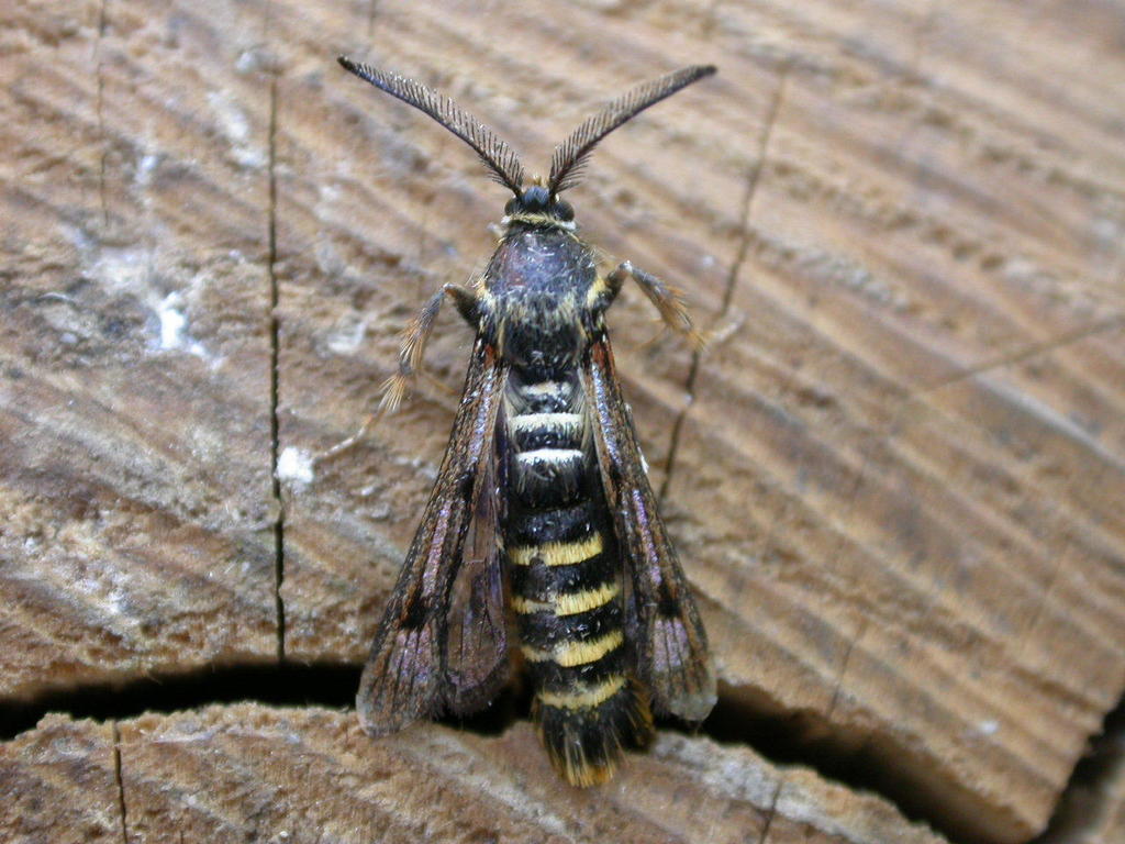 Pennisetia