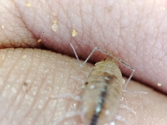 Halophiloscia couchii