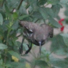 Chalcomitra amethystina