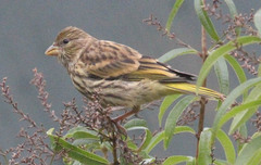 Serinus canicollis