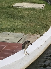 Nycticorax nycticorax