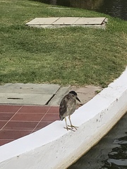 Nycticorax nycticorax
