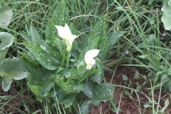 Zantedeschia albomaculata
