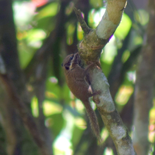 Black-eared Squirrel