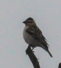 Gymnoris superciliaris