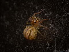 Prostheclina pallida