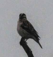 Gymnoris superciliaris