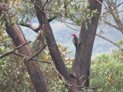 Melanerpes flavifrons