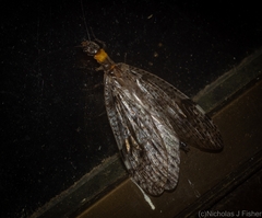 Archichauliodes guttiferus