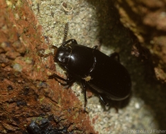 Bassianus sydneyanus