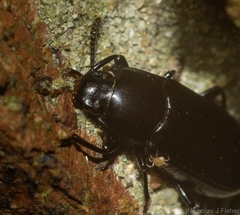 Bassianus sydneyanus