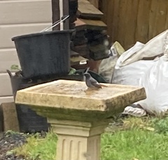 Phoenicurus ochruros