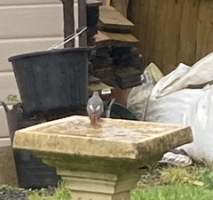 Phoenicurus ochruros