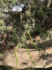 Prosopis pallida