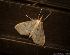 Metasia dicealis