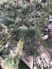 Prosopis pallida