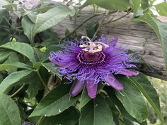 Passiflora incarnata × cincinnata