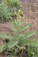 Berkheya setifera
