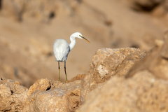 Egretta gularis
