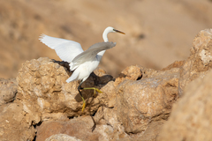 Egretta gularis