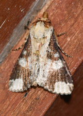 Condica cupentia