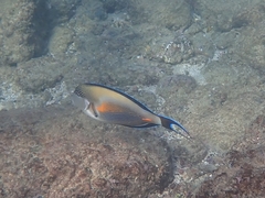 Acanthurus sohal