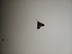 Lepidoptera
