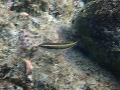 Stethojulis interrupta