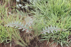 Lasiosiphon kraussianus