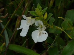 Impatiens lawii