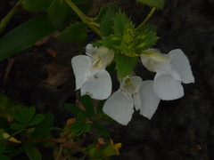Impatiens lawii