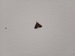 Lepidoptera