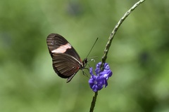 Heliconius erato adana