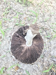 Coprinus comatus