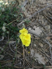 Helianthemum