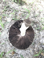 Coprinus comatus