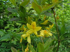 Rhododendron luteum