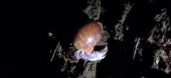 Coenobita violascens