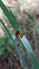 Australoneda bourgeoisi