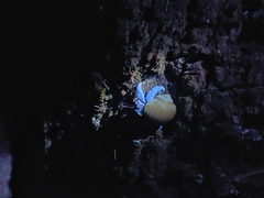 Coenobita violascens