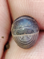 Armadillo officinalis