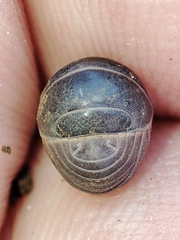 Armadillo officinalis