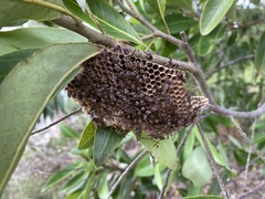 Ropalidia plebeiana