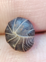 Armadillo officinalis