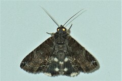 Ercheia cyllaria