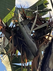Setophaga palmarum palmarum